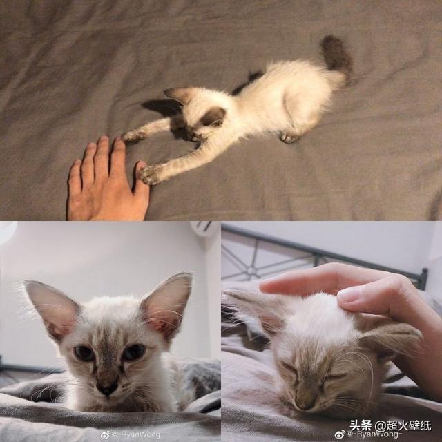 你制杖吗？网名，你制杖吗微信昵称（？哈利波特手游的魔杖是他设计的）