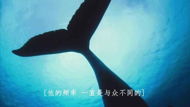 网名取52HZ是什么意思，网名取52hz什么意思情侣名水星52HZ（不知你听没听说过：52赫兹鲸）