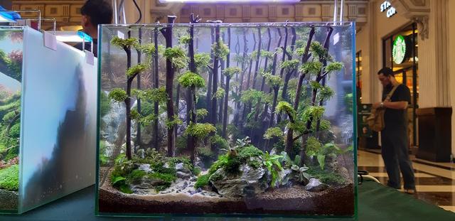 水草造景教程，简单水草造景图片（鱼缸造景比赛作品欣赏）