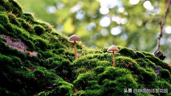 关于春天的诗歌，写给春天的诗歌仿写三年级（隔屏都感觉到了盎然生机与活力）