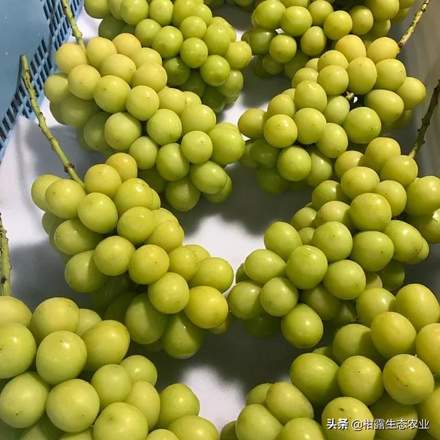 浪漫红颜葡萄的特点，浪漫红玫瑰葡萄（葡萄四大“网红品种”的优缺点及市场发展前景）