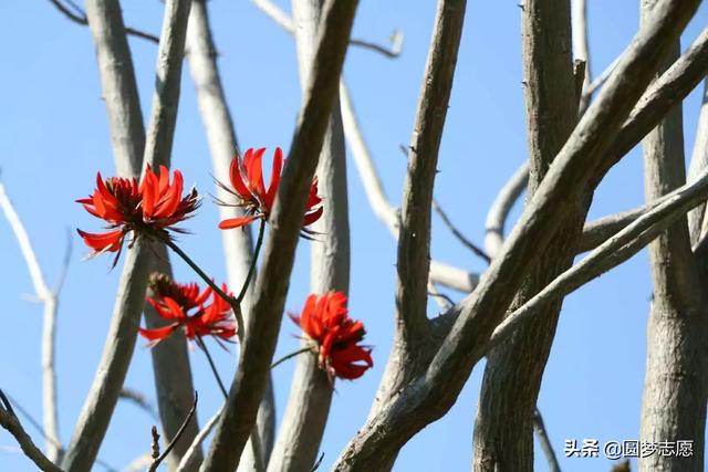 北京语言大学是211吗，北京语言大学是一本吗（北京语言大学什么水平）