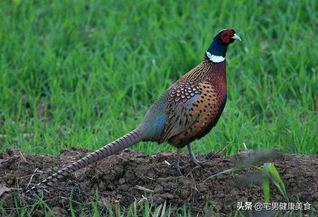 野鸡怎么烧比较好，野鸡怎么做好吃（山鸡这样?色泽火红）