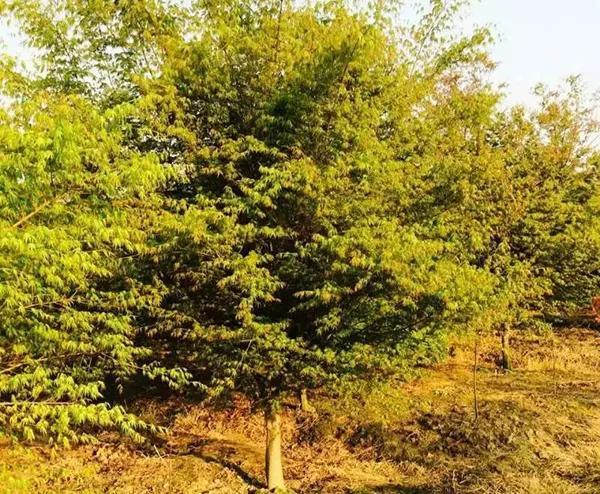 植物地径是指什么，植物地径是指什么地方（绿化苗木的规格术语及测量方法）