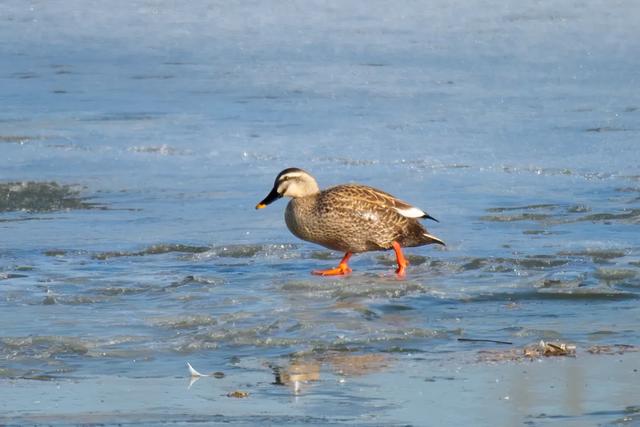 野鸭的种类有哪些，野鸭子有哪几种（TA就是野鸭中最靓的仔）
