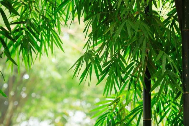 绝句文徵明还是念文微明，绝句作者文征明（57句“竹”诗词：一竿修竹）