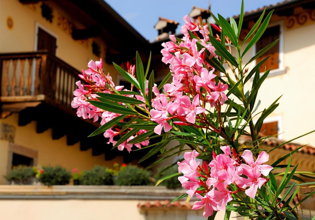 夹竹桃明明有毒,却还大量种植作绿化树,为什么呢(夹竹桃有毒为什么