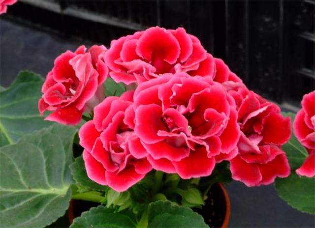 芙蓉花的养殖方法和注意事项，芙蓉花怎么养（芙蓉菊怎么养）