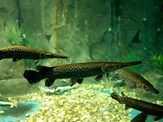 观赏鱼可以吃吗，观赏鱼锦鲤能吃吗（这些观赏鱼在原产地最初都是食用鱼）