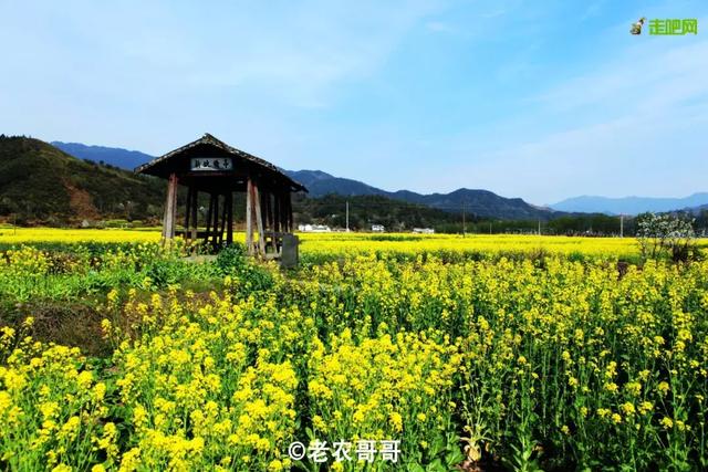 油菜花开的季节，适合家庭室内养的花与绿植（2019年全国油菜花开放时间表）