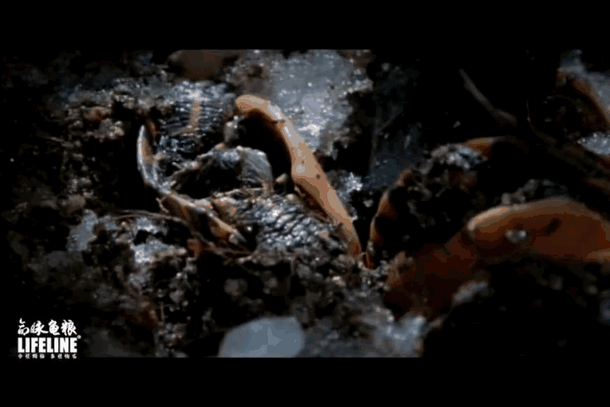 东锦龟怎样饲养，东锦龟的养殖（龟界传说级别的抗冻神仙）