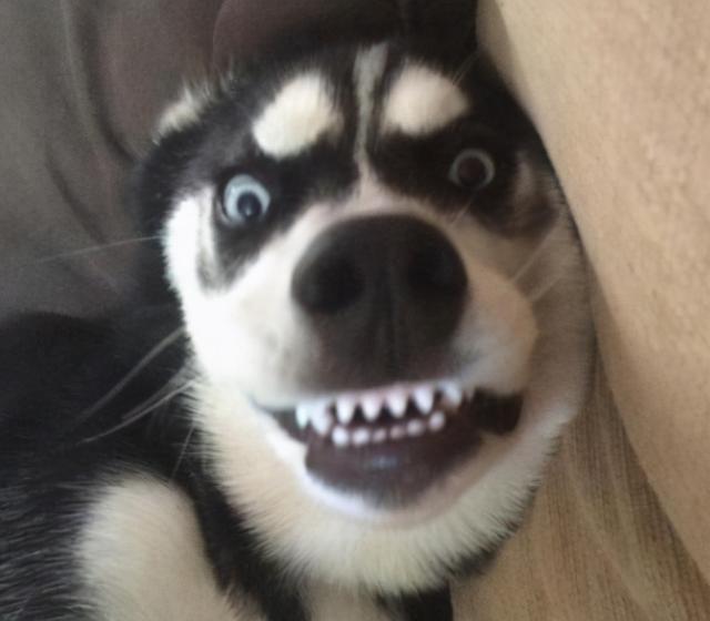 狗一般能活多久，狗能活多久（7种常见狗狗的“寿命榜”）