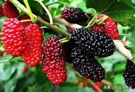 桑葚酒的制作方法，桑葚酒的泡制方法（详细做法和配方分享）