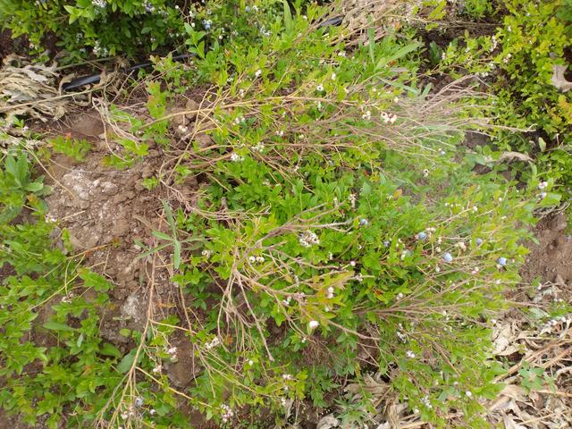 兔眼藍莓北方種植方法,兔眼藍莓的種植技術(把握好1要素3方法)