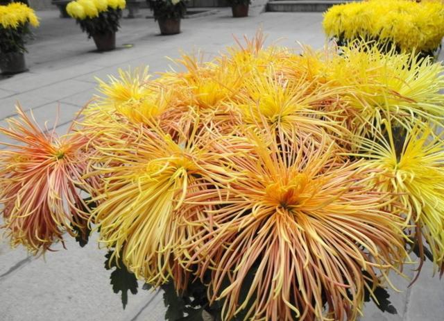 天堂鸟花语，天堂鸟花图片（你知道大自然中这些花的花语吗）