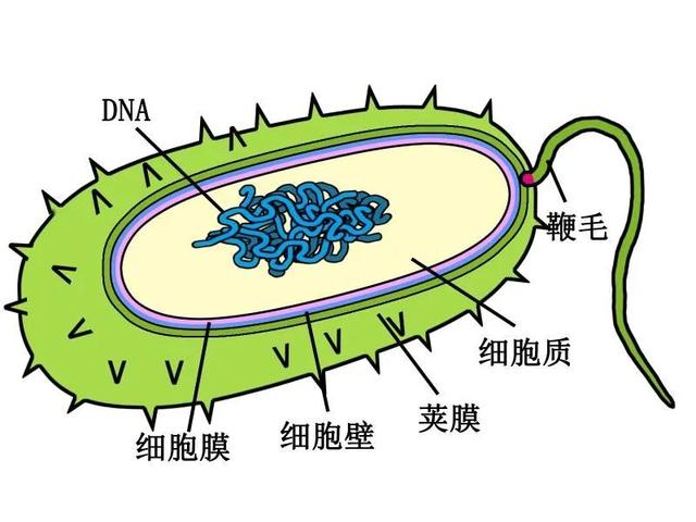 高尔基体的功能，高尔基体结构和功能（DNA里隐藏了生命所有的秘密）