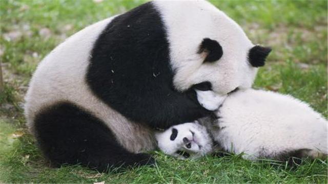 大熊猫的生活习性有哪些，国宝大熊猫的生活习性你知道吗