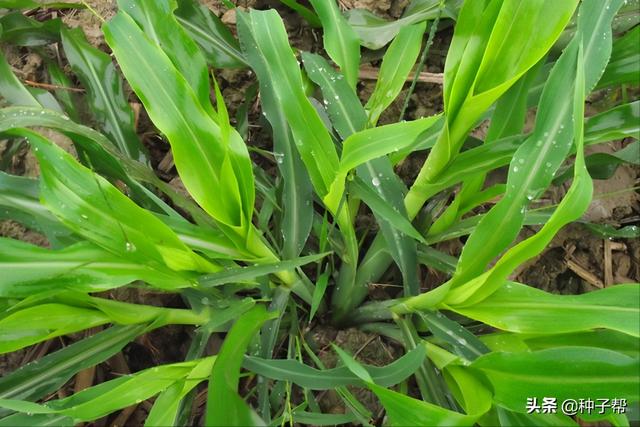 墨西哥玉米草缺点，墨西哥玉米草种植管理技术（墨西哥玉米草亩产3万公斤）