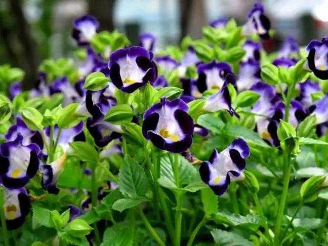 万寿菊几点开花，万寿菊的花什么时候开（这几种植物待天气暖和点撒土里）