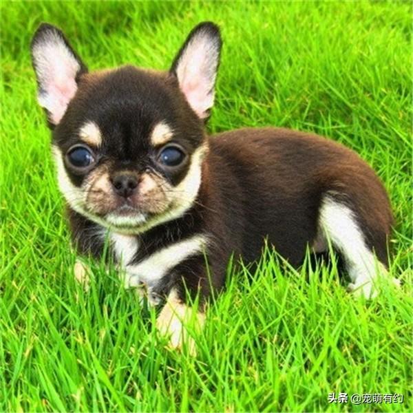 鹿犬图片小型，鹿犬图片小型幼犬（在外貌、性格上是有不少差异）