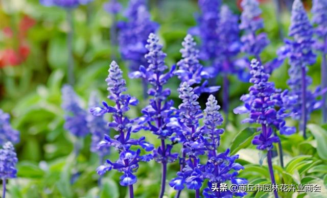 兰花鼠尾草是一种什么植物，兰花鼠尾草是一种什么植物呢（蓝花鼠尾草：我可不是薰衣草）