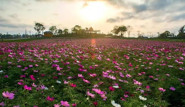 格桑花盛开的地方太漂亮了，100多亩格桑花花海美爆了