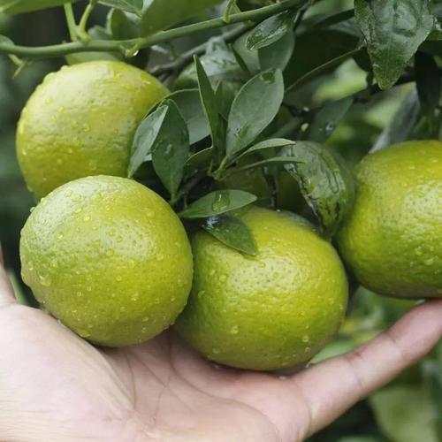 圖片[1]-【風(fēng)味罐頭】做法步驟圖 清痰止咳-起舞食譜網(wǎng)