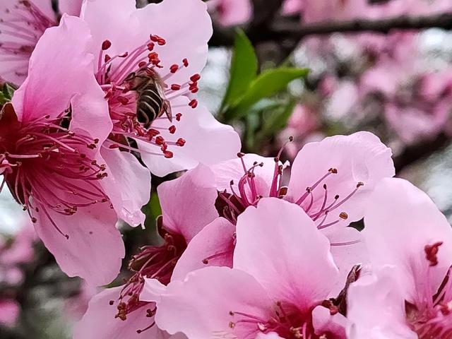 烂漫无比的造句有哪些，用山花烂漫造句（满树和娇烂漫红）