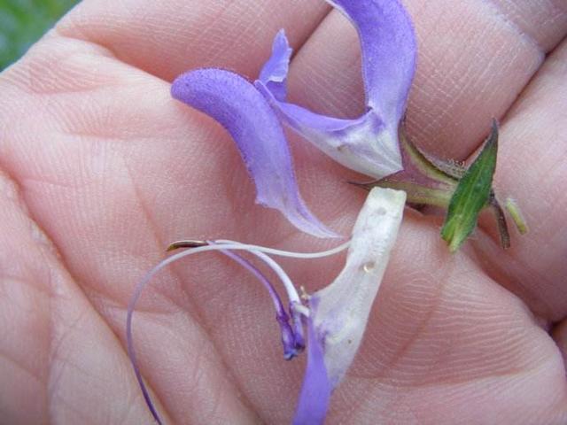 半支莲的功效与作用，半边莲的作用与功效（这野草价值高人称“半枝莲”）