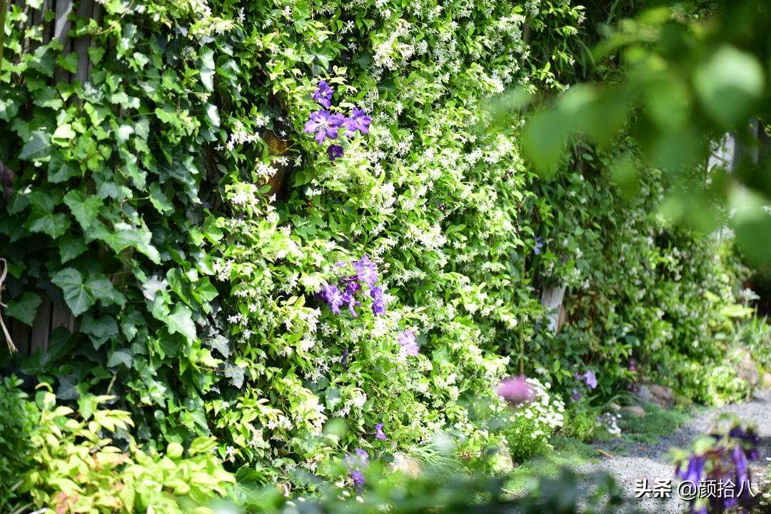 角堇一年开几次花，角堇一年生吗（一整面风车茉莉的花墙被拆掉了）