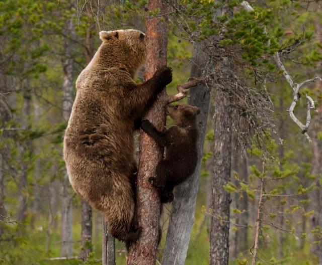 熊喜欢吃什么食物，熊吃什么食物（遇熊装死能不能躲过一劫）
