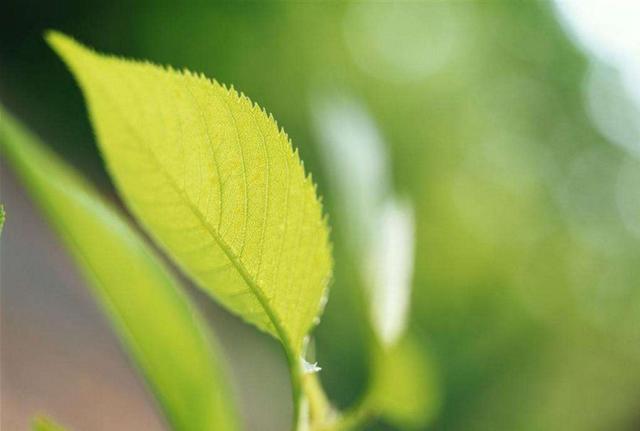 世界上最大的雨林，世界最大的热带雨林树（亚马逊雨林被誉为“地球之肺”）