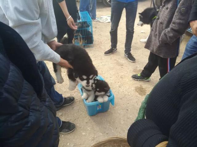一只阿拉斯加幼崽多少钱，2022年阿拉斯加犬多少钱一只（狗市中商贩兜售阿拉斯加幼犬）