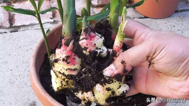 生姜的种植方法，生姜种植的方法和步骤（3个月长成漂亮“富贵竹”）