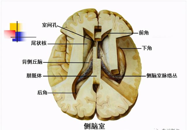 大脑杏仁体解剖图，高清大脑解剖图谱