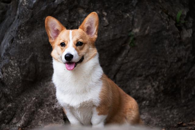 狗的种类有哪些，常见的狗狗种类（最常见的10种狗狗）