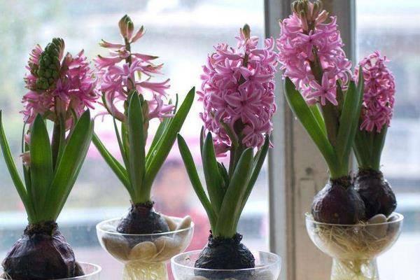 风信子水培怎么养，风信子怎么水养（风信子可以在水中养殖吗）