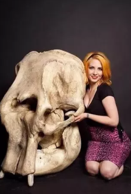 为什么大象的鼻子那么长，为什么大象的鼻子那么长绘本（能否从大象的化石中推断出它的长鼻子）