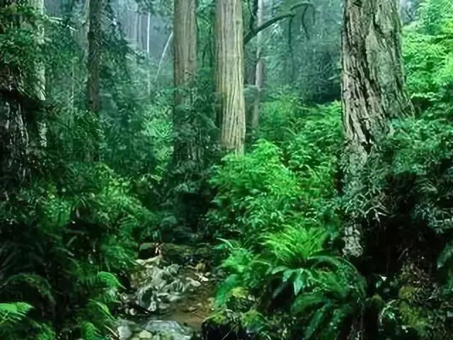 树木名称，知识，铁刀木与铁力木的区别（100种树木名称）