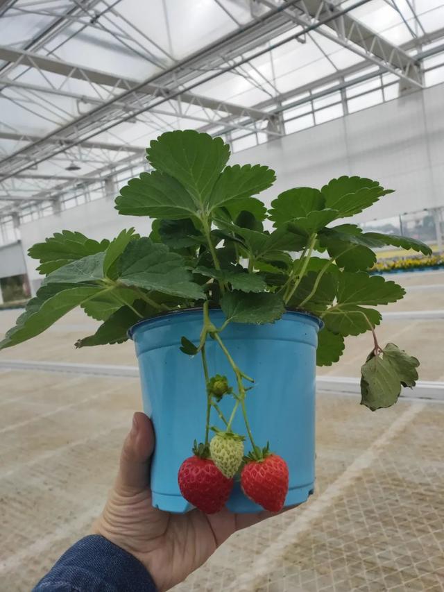 草莓品种介绍，适合南方种植的草莓品种（易养易爆盆）
