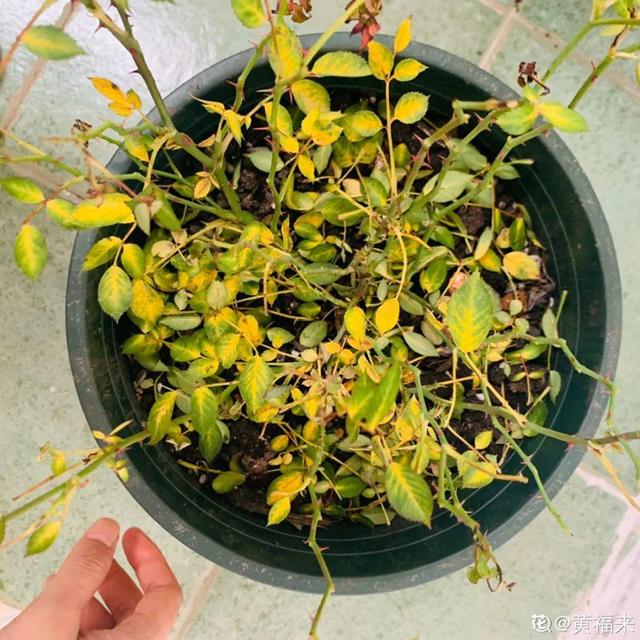 栀子花叶子发黄是什么原因，栀子花叶子发黄的原因是什么（栀子花叶子发黄）