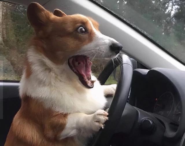 狗种类大全及名称，狗狗品种名称大全（“超可爱”的8种狗）