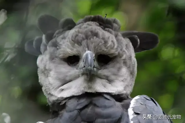 沙雕是什么鸟，沙雕是一种鸟吗（这些沙雕鸟儿也太好笑了哈哈哈哈哈哈哈）