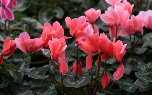 澳門的國花是什麼花(香港澳門的國花是什麼花)