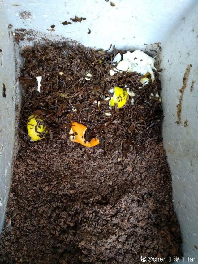 如何自制氮肥，自制氮肥怎么做（氮磷钾肥别买了）