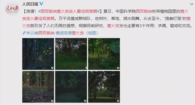 萤火虫为什么会发光，萤火虫发光原理（它发光竟然是为了求偶…）