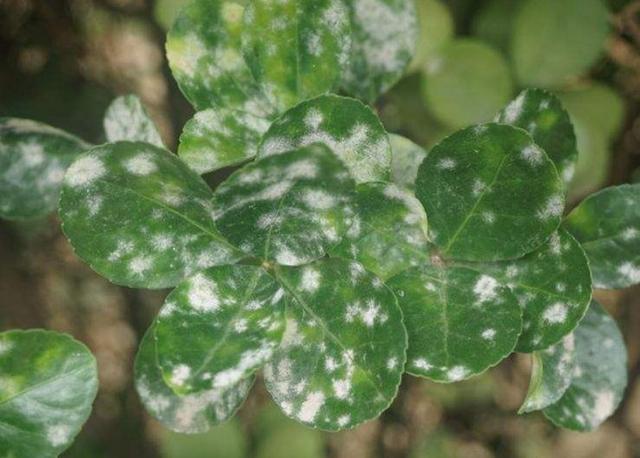 硫磺酸是什么（让绣球开出梦幻蓝）