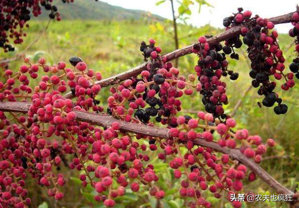 水马为什么叫水马，水马是动物吗（提醒农村娃要远离它）