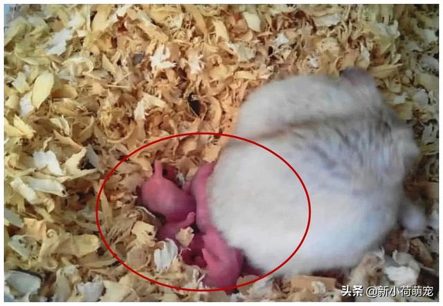 买仓鼠买几只好，买仓鼠要买多大的（我是不是拆散了一对夫妻）