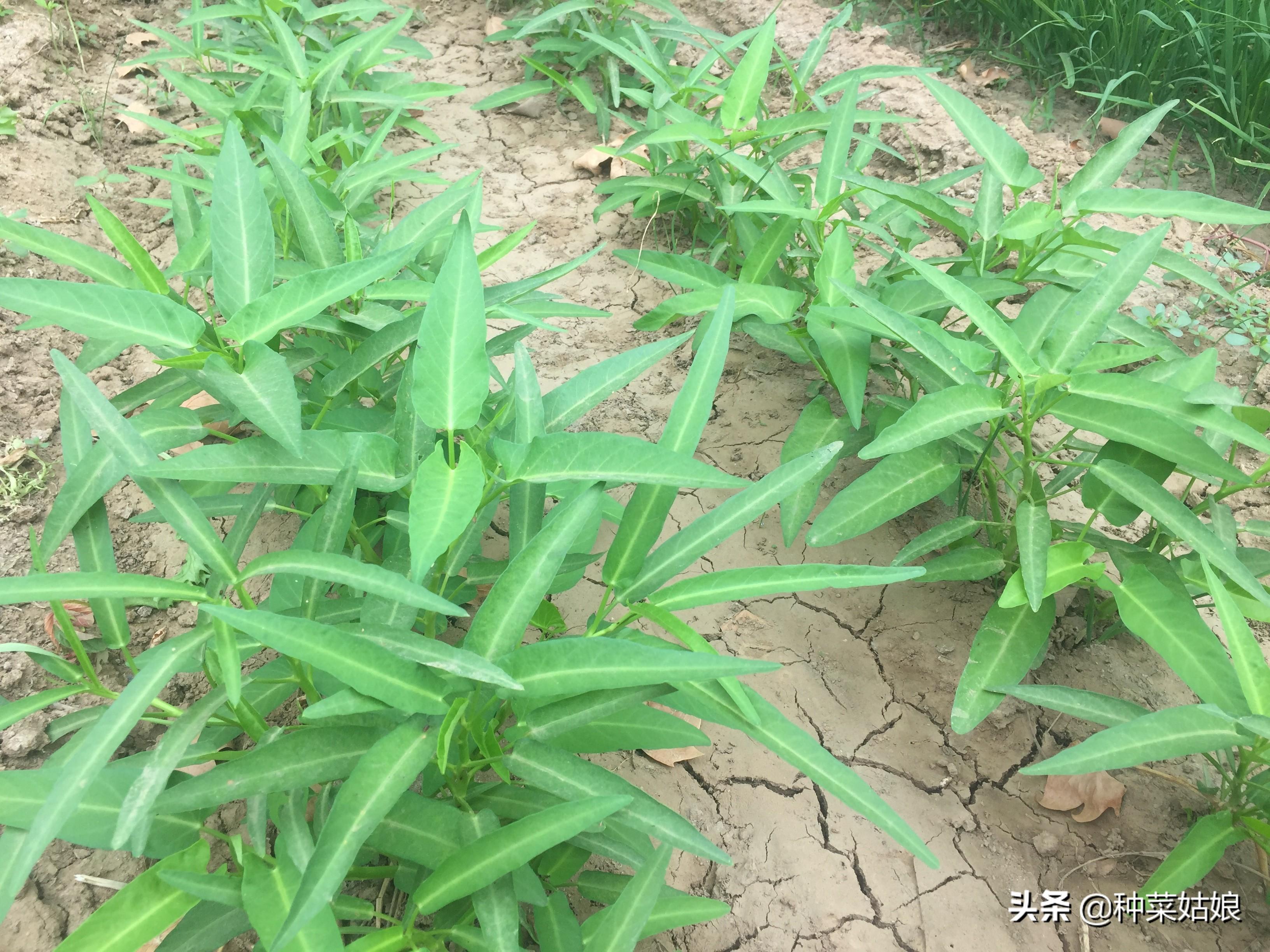 空心菜怎么施肥长得快（种植空心菜的技巧方法）